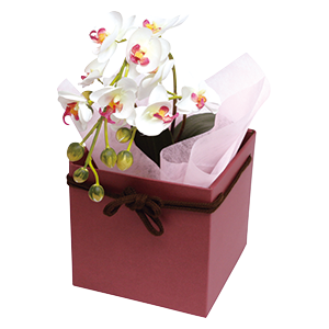 スクエアBOX紐あり